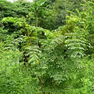 Graue Knicknuss (Caesalpinia bonduc)