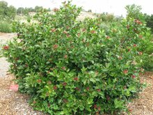 Westlicher Gew&uuml;rzstrauch (Calycanthus occidentalis)