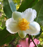 Teepflanze (Camellia sinensis)