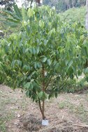 Zimtbaum (Cinnamomum zeylanicum)