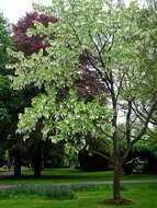 Taschentuchbaum (Davidia involucrata)