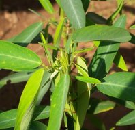 Telegraphenpflanze (Desmodium gyrans)
