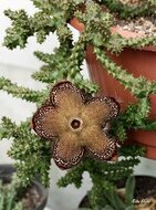 Persischer Teppichblume (Edithcolea grandis)