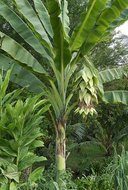 Schneebanane (Ensete glaucum)