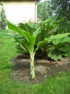 Schneebanane (Ensete glaucum)