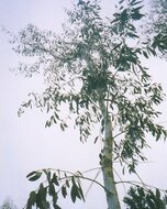 Gelber Tasmanischer Eukalyptus (Eucalyptus johnstonii)