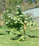 Omea eukalyptus (Eucalyptus neglecta)