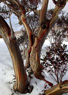 Schnee-Eukalyptus (Eucalyptus pauciflora ssp. pauciflora)