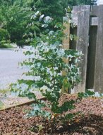 Kerzenrinden-Eukalyptus (Eucalyptus rubida)