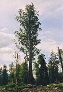 Riesen-Eukalyptus (Eucalyptus regnans)