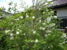 Australischer Teebaum (Melaleuca alternifolia)
