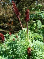Gro&szlig;e Honigblume (Melianthus major)