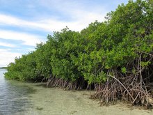 Rote Mangrove (Rhizophora mangle)