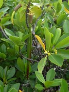 Rote Mangrove (Rhizophora mangle)