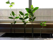 Rote Mangrove (Rhizophora mangle)