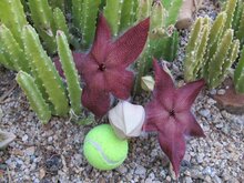 Gro&szlig;e Aasblume (Stapelia grandiflora)