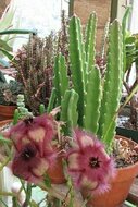 Aasblume (Stapelia hirsuta)