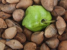 Gelber Oleander (Thevetia peruviana)