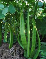 Jackbohne (Canavalia ensiformis)