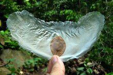 Javanische Gurke (Alsomitra macrocarpa)