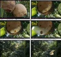 Javanische Gurke (Alsomitra macrocarpa)