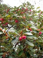 Hongkong-Rose (Rhodoleia championii)