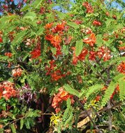 Rote Sesbania (Sesbania tripetii)