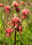 Pr&auml;rie-Rauch (Geum triflorum)
