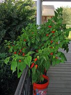 Bhut Jolokia-Chili (Capsicum chinense &#039;Bhut Jolokia&#039;)