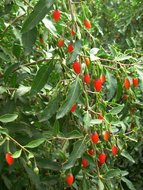 Goji-Beere (Lycium barbarum)