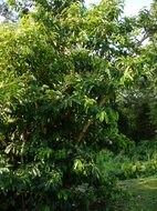 Zitronatzitrone (Annona muricata)