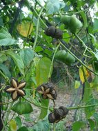 Sacha Inchi (Plukenetia volubilis)