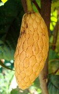 Annona conica