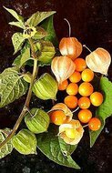 Andenbeeren (Physalis peruviana)