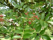 Japanischer Pfefferbaum (Zanthoxylum piperitum)