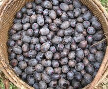 Patawa (Oenocarpus bataua)