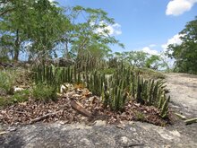 Riesen-Aasblume (Stapelia gigantea)