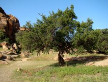 Argan (Argania spinosa)