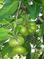 Schwarze Sapote (Diospyros digyna)