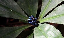 Marmorbeere (Pollia condensata)