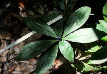 Marmorbeere (Pollia condensata)