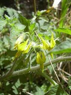 Wilde Tomate (Solanum pimpinellifolium)