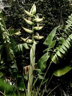 S&uuml;damerikanischer Baum der Reisenden (Phenakospermum guyannense)