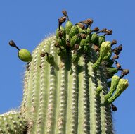 Saguaro-Kaktus (Carnegiea gigantea)