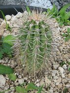 Saguaro-Kaktus (Carnegiea gigantea)