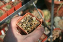 Blossfeldia (Blossfeldia liliputana)