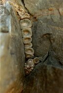 Blossfeldia (Blossfeldia liliputana)