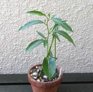 Fony-Baobab (Adansonia rubrostipa)
