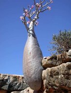 W&uuml;stenrose (Adenium obesum)