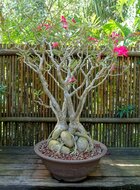 W&uuml;stenrose (Adenium obesum)